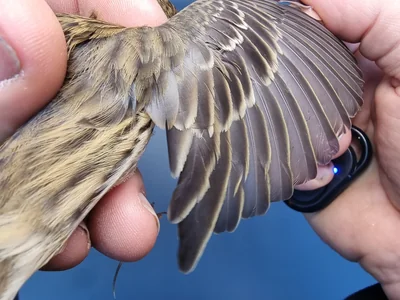Graspieper — Anthus pratensis, 1e kalenderjaar, 18 okt 2025, Graspieperbaan Eemshaven Oost
