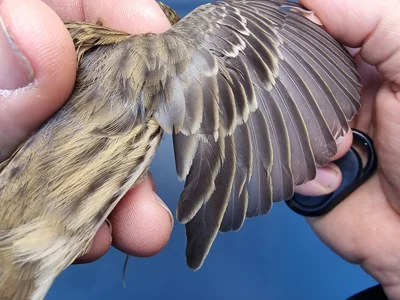 Graspieper — Anthus pratensis, 1e kalenderjaar, 18 okt 2025, Graspieperbaan Eemshaven Oost