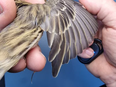 Graspieper — Anthus pratensis, 1e kalenderjaar, 18 okt 2025, Graspieperbaan Eemshaven Oost