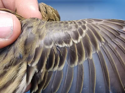 Graspieper — Anthus pratensis, 1e kalenderjaar, 18 okt 2025, Graspieperbaan Eemshaven Oost