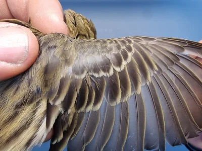 Graspieper — Anthus pratensis, 1e kalenderjaar, 18 okt 2025, Graspieperbaan Eemshaven Oost