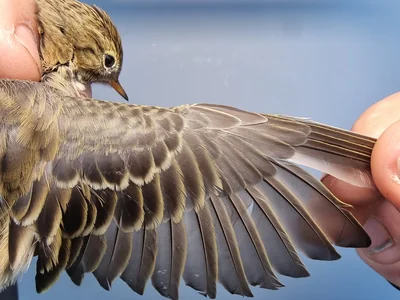 Graspieper — Anthus pratensis, 1e kalenderjaar, 18 okt 2025, Graspieperbaan Eemshaven Oost