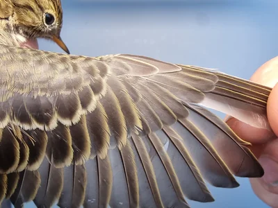Graspieper — Anthus pratensis, 1e kalenderjaar, 18 okt 2025, Graspieperbaan Eemshaven Oost