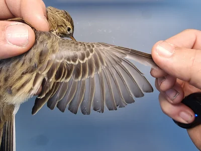 Graspieper — Anthus pratensis, 1e kalenderjaar, 18 okt 2025, Graspieperbaan Eemshaven Oost