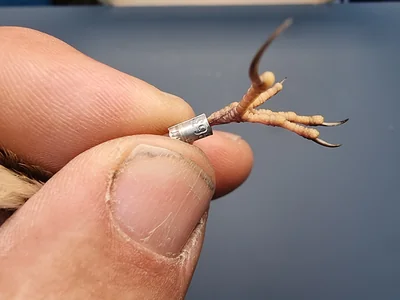 Graspieper — Anthus pratensis, 1e kalenderjaar, 18 okt 2025, Graspieperbaan Eemshaven Oost