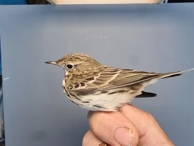 Graspieper — Anthus pratensis, 1e kalenderjaar, 18 okt 2025, Graspieperbaan Eemshaven Oost