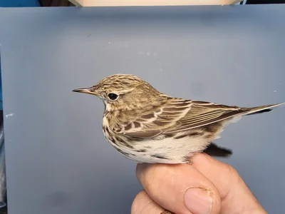 Graspieper — Anthus pratensis, 1e kalenderjaar, 18 okt 2025, Graspieperbaan Eemshaven Oost
