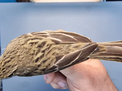 Graspieper — Anthus pratensis, 1e kalenderjaar, 18 okt 2025, Graspieperbaan Eemshaven Oost