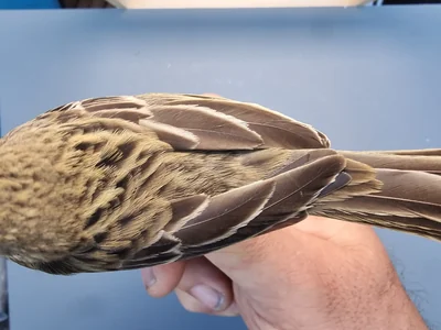 Graspieper — Anthus pratensis, 1e kalenderjaar, 18 okt 2025, Graspieperbaan Eemshaven Oost