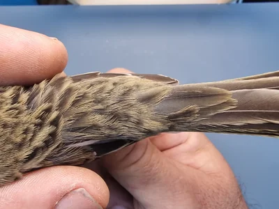 Graspieper — Anthus pratensis, 1e kalenderjaar, 18 okt 2025, Graspieperbaan Eemshaven Oost