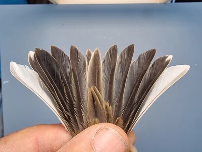 Graspieper — Anthus pratensis, 1e kalenderjaar, 18 okt 2025, Graspieperbaan Eemshaven Oost