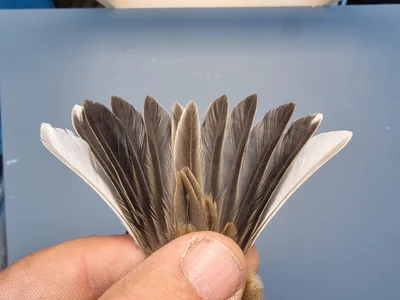 Graspieper — Anthus pratensis, 1e kalenderjaar, 18 okt 2025, Graspieperbaan Eemshaven Oost