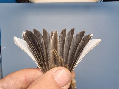Graspieper — Anthus pratensis, 1e kalenderjaar, 18 okt 2025, Graspieperbaan Eemshaven Oost