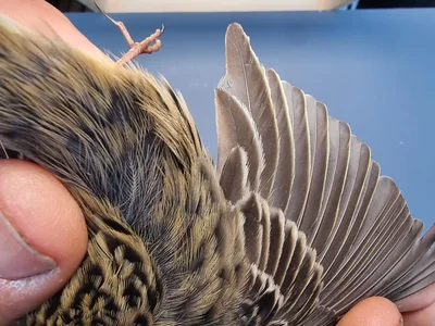 Graspieper — Anthus pratensis, 1e kalenderjaar, 18 okt 2025, Graspieperbaan Eemshaven Oost
