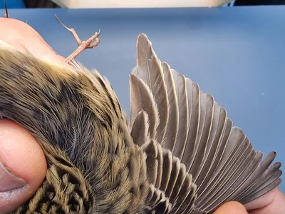 Graspieper — Anthus pratensis, 1e kalenderjaar, 18 okt 2025, Graspieperbaan Eemshaven Oost