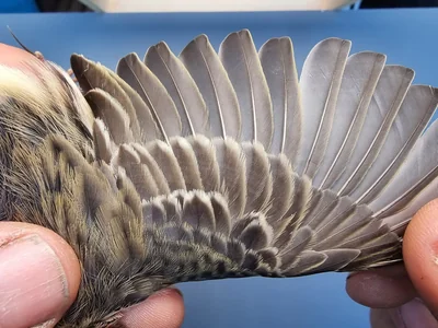 Graspieper — Anthus pratensis, 1e kalenderjaar, 18 okt 2025, Graspieperbaan Eemshaven Oost