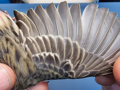 Graspieper — Anthus pratensis, 1e kalenderjaar, 18 okt 2025, Graspieperbaan Eemshaven Oost