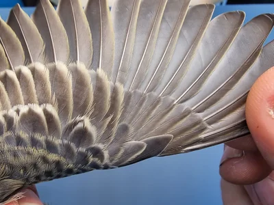 Graspieper — Anthus pratensis, 1e kalenderjaar, 18 okt 2025, Graspieperbaan Eemshaven Oost