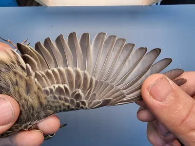 Graspieper — Anthus pratensis, 1e kalenderjaar, 18 okt 2025, Graspieperbaan Eemshaven Oost