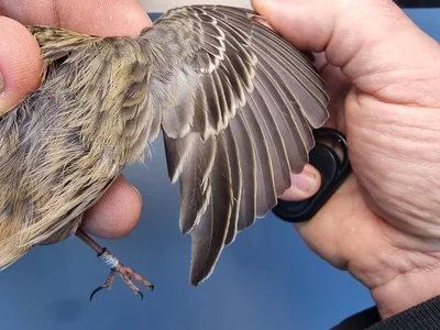 Graspieper — Anthus pratensis, 1e kalenderjaar, 18 okt 2025, Graspieperbaan Eemshaven Oost