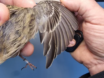 Graspieper — Anthus pratensis, 1e kalenderjaar, 18 okt 2025, Graspieperbaan Eemshaven Oost