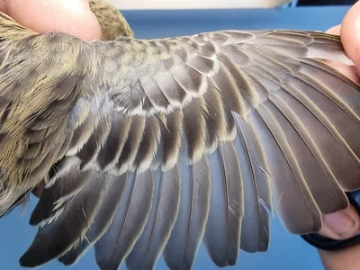 Graspieper — Anthus pratensis, 1e kalenderjaar, 18 okt 2025, Graspieperbaan Eemshaven Oost