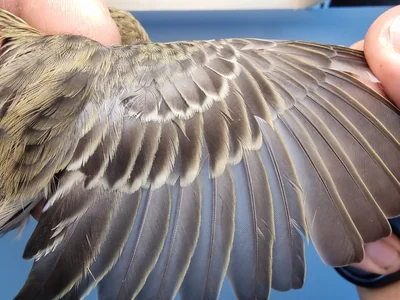 Graspieper — Anthus pratensis, 1e kalenderjaar, 18 okt 2025, Graspieperbaan Eemshaven Oost