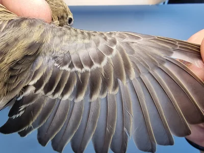 Graspieper — Anthus pratensis, 1e kalenderjaar, 18 okt 2025, Graspieperbaan Eemshaven Oost