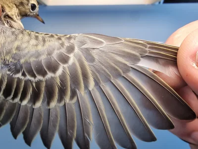 Graspieper — Anthus pratensis, 1e kalenderjaar, 18 okt 2025, Graspieperbaan Eemshaven Oost