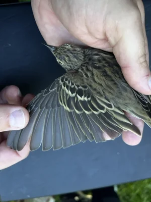 Boompieper — Anthus trivialis, 1e kalenderjaar, 6 sep 2026, 652 Valkenkamp, Maarssen, Utrecht, Nederland