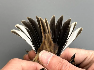 Rietgors - Emberiza schoeniclus
