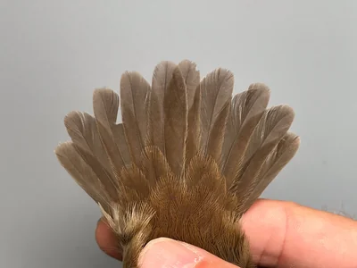 Cetti's Zanger — Cettia cetti, 1e kalenderjaar, 6 sep 2026, Korte Waarden, Veluwemeer, Elburg