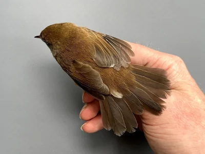 Cetti's Zanger - Cettia cetti