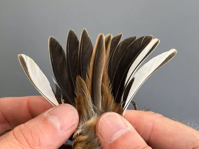 Rietgors — Emberiza schoeniclus, Man, 1e kalenderjaar, 9 sep 2026, Korte Waarden, Veluwemeer, Elburg