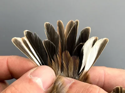 Rietgors — Emberiza schoeniclus, Man, 1e kalenderjaar, 9 sep 2026, Korte Waarden, Veluwemeer, Elburg