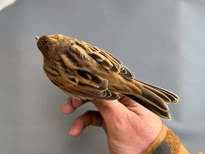 Rietgors — Emberiza schoeniclus, Man, na 1e kalenderjaar, 9 sep 2026, Korte Waarden, Veluwemeer, Elburg