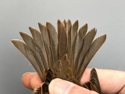 Heggenmus — Prunella modularis, 1e kalenderjaar, 30 sep 2026, Korte Waarden, Veluwemeer, Elburg