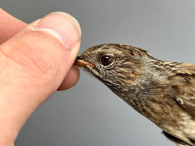Heggenmus — Prunella modularis, 1e kalenderjaar, 30 sep 2026, Korte Waarden, Veluwemeer, Elburg
