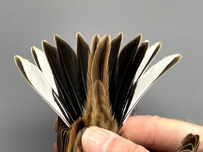 Rietgors — Emberiza schoeniclus, Man, 1e kalenderjaar, 30 sep 2026, Korte Waarden, Veluwemeer, Elburg