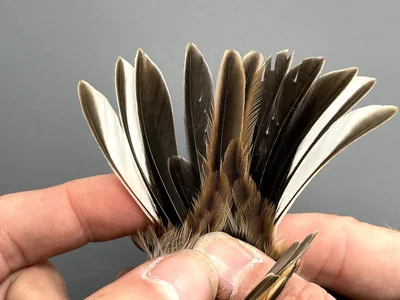 Rietgors — Emberiza schoeniclus, 1e kalenderjaar, 30 sep 2026, Korte Waarden, Veluwemeer, Elburg