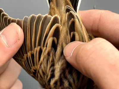Rietgors - Emberiza schoeniclus