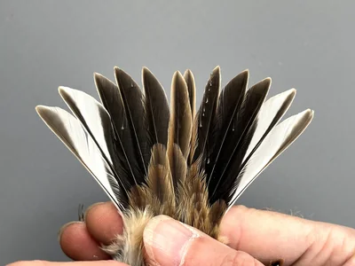 Rietgors — Emberiza schoeniclus, 1e kalenderjaar, 30 sep 2026, Korte Waarden, Veluwemeer, Elburg