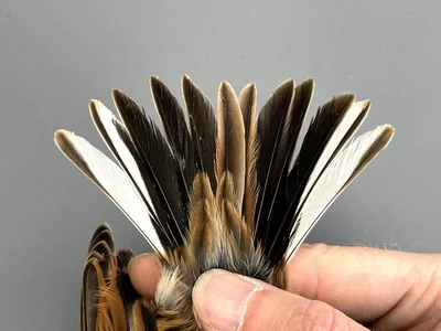 Rietgors — Emberiza schoeniclus, Man, 1e kalenderjaar, 30 sep 2026, Korte Waarden, Veluwemeer, Elburg