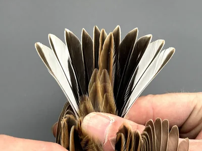 Rietgors — Emberiza schoeniclus, 1e kalenderjaar, 30 sep 2026, Korte Waarden, Veluwemeer, Elburg