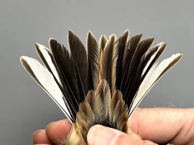 Rietgors — Emberiza schoeniclus, Man, 1e kalenderjaar, 30 sep 2026, Korte Waarden, Veluwemeer, Elburg