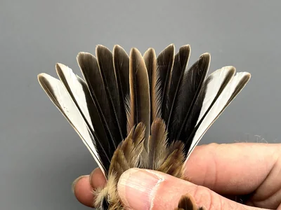 Rietgors — Emberiza schoeniclus, Vrouw, 1e kalenderjaar, 30 sep 2026, Korte Waarden, Veluwemeer, Elburg