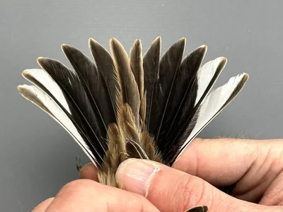 Rietgors — Emberiza schoeniclus, Man, 1e kalenderjaar, 30 sep 2026, Korte Waarden, Veluwemeer, Elburg