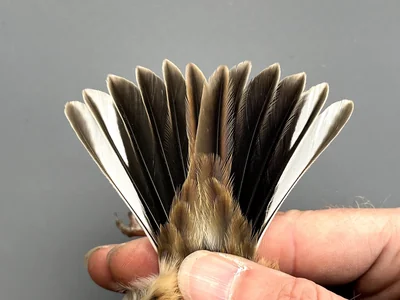 Rietgors — Emberiza schoeniclus, na 1e kalenderjaar, 30 sep 2026, Korte Waarden, Veluwemeer, Elburg