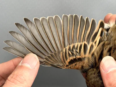Rietgors — Emberiza schoeniclus, na 1e kalenderjaar, 30 sep 2026, Korte Waarden, Veluwemeer, Elburg