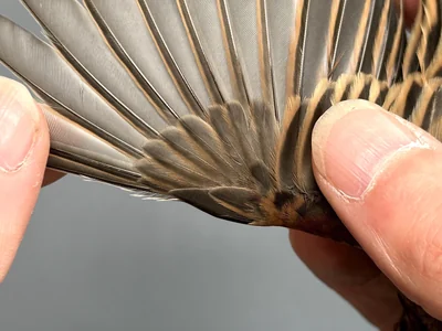 Rietgors — Emberiza schoeniclus, na 1e kalenderjaar, 30 sep 2026, Korte Waarden, Veluwemeer, Elburg